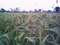 گندم سیاه، Cereal rye